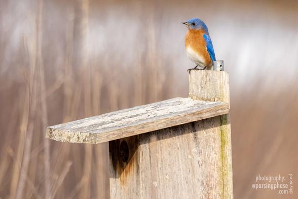 A splash of brightness against a tan background, an orange-breasted bluebird stands atop a wooden birdhouse.