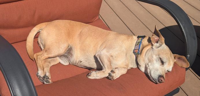 Dog laying on his side on a cushioned patio chair in the bright sun.