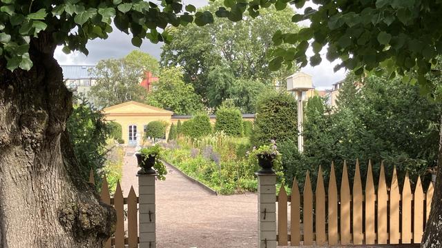 View through an entrance in a wooden fence into a garden with a pathway stretching to an orangery (which is actually orange in colour) on the far side. Flowering plants line the path. In the immediate foreground, two lime trees stand either side of the image. These are known as Linden trees in Sweden, which inspired Linnaeus’ choice of surname.