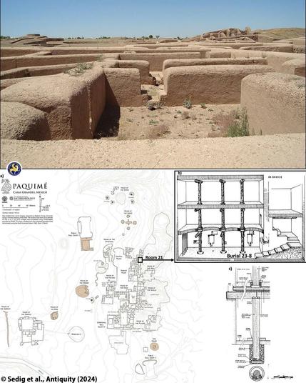 DNA analysis reveals child sacrifice and elite inbreeding in ancient Mexico

A recent study has uncovered compelling evidence of close relative mating among the elite classes in precontact Mexico. Located in the northern Mexican state of Chihuahua, Paquimé, also known as Casas Grandes, was a significant political and ritual hub of the Mogollon culture during the 13th and 14th centuries CE. 

The study, published in the journal Antiquity, centers on the DNA analysis of a young child’s burial found in the “House of the Well,” a structure thought to be the ceremonial heart of Paquimé due to its association with a sacred underground well and the valuable ritual objects discovered within it...