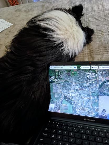 Fluffy tricolor Shetland sheepdog nestled up against a laptop on a bedtop
