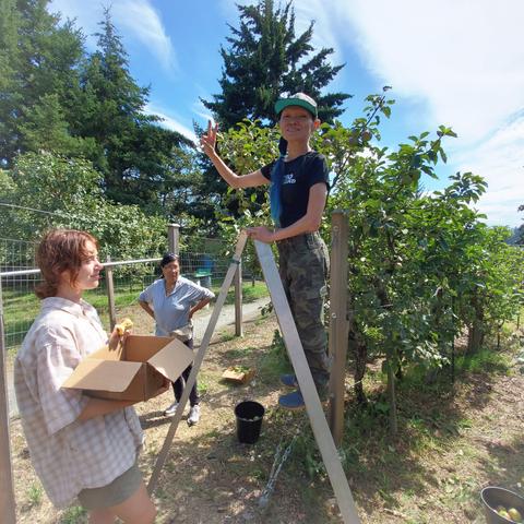 Me, up on metal orchard ladder, flashing hand peace sign, by apple trees. Sophia is standing beside ladder, holding a cardboard box that I put picked apples in. Jenny is standing off to the side near her picked apples box.