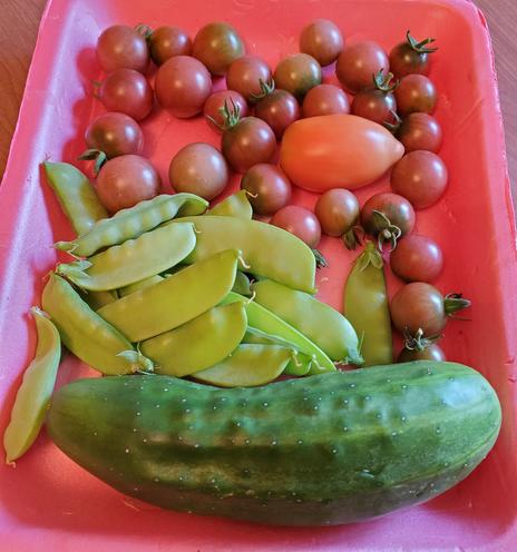 Cherry tomatoes, one roma tomato, several snow peas & a fat cucumber.