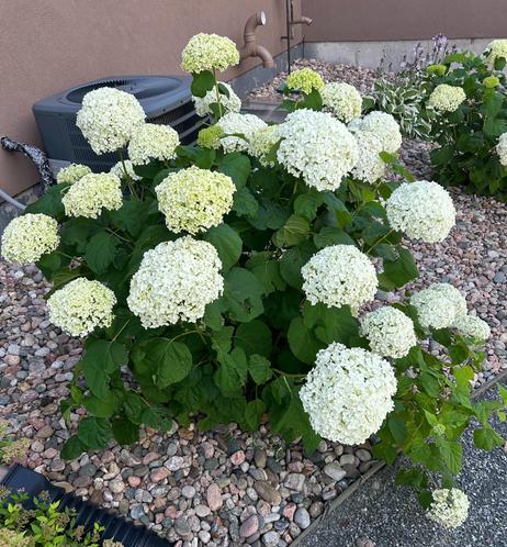 A hydrangea bush with large white blossoms in a rich garden bed. The brown wall of a house is in the background.