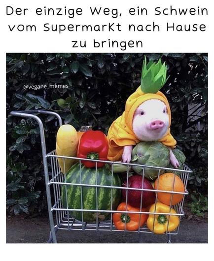 Der einzige Weg, ein Schwein vom Supermarkt nach Hause zu bringen. Bilder zu von einem Baby Schwein im ananas-kostüm im einkaufswagen zwischen ganz viel Obst und Gemüse.