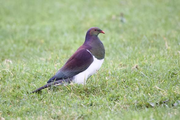The large but stately and colourful Kererū (NZ Pigeon). It is standing in a paddock of grass. It has a white belly, green chest, iridescent mauve neck and back and iridescent green face.