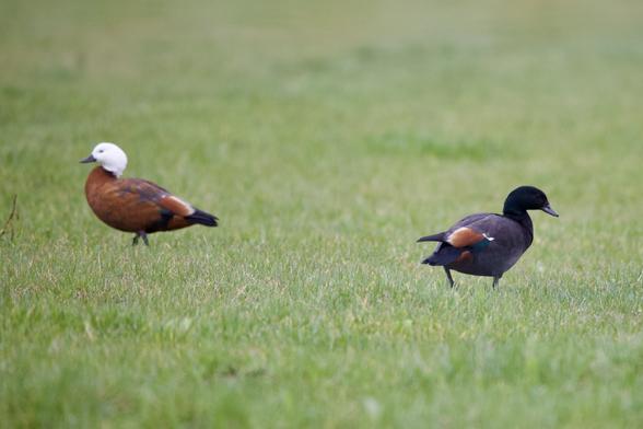 A pair of Paradise Shellducks. One is brown with a white head, the other black with brown rump.