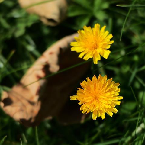 dandelions with a early dropped leaf