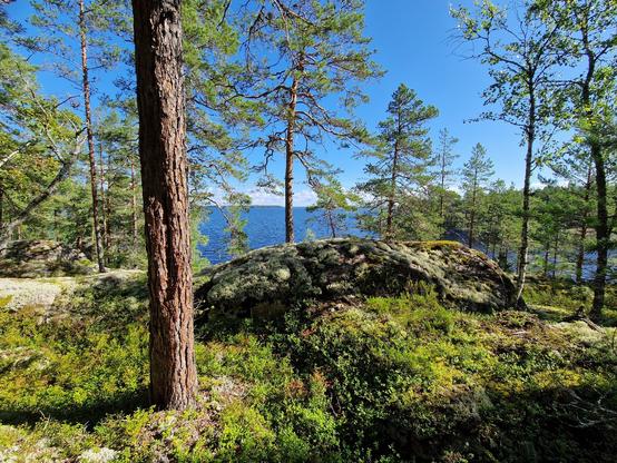 Kallioinen mäntymaasto, jonka takana avautuu suuri järvenselkä.