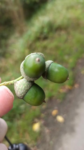 Drei Eicheln an einem Ästchen.