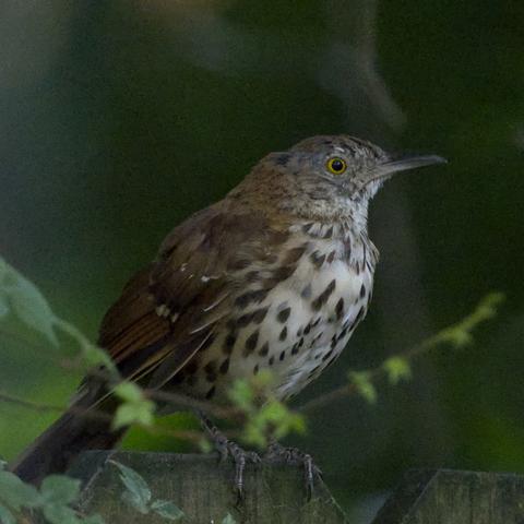 A rusty brown-backed bird with creamy underparts well marked with longish spots has a noticeable dent in the hairdo along the nape and sides showing some old gray underfeathers. The black pupil contrasts strongly with the bright yellow iris, giving the birb a stunned if not stoic look. This is a molting Brown Thrasher perched on a wooden fence, barely visible at the bottom of the frame. A few vines twirl around birb's feet. The background is a blurred out trunk and lots of blurred-out green. Photo by Peachfront. Aug 26,2024.