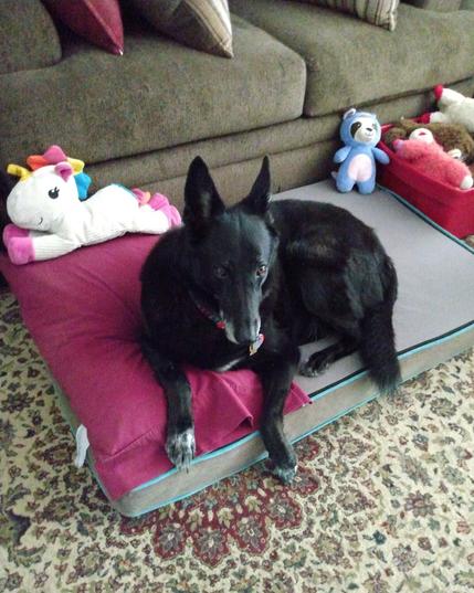 A black German Shepherd mix dog is lying with her head up on a grey dog bed and red pillow.  Dog toys are behind her and in a nearby toy box.