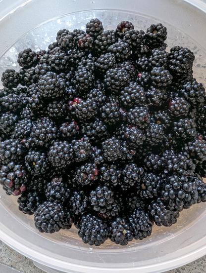 A tupperware container full of blackberries