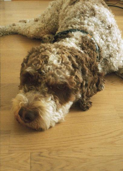 A curly, brown and white dog lays flat on the wooden floor. Without lifting his head from the floor, he looks into the camera, half bored, half expectant. Are we going for a walk yet?