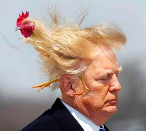 Blown by the wind, Donald Trump's hair morphs into a rooster.