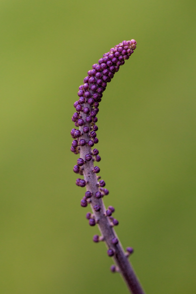 A purple, knobby, flower bud on a dark purple stem, shot close up on a green background