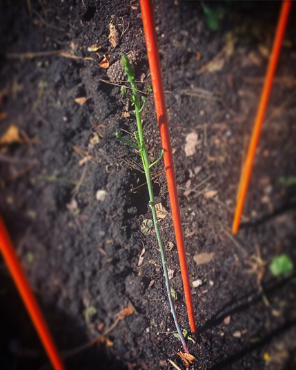 A two foot tall asparagus stalk that has already started to go to fern. There is a subtle fade from green to purple at the bottom few inches. There are some bright orange stakes in the ground and yard debri like dried up leaves and pine needles