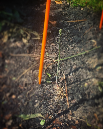 Similar background as the previous picture with an 8 inch asparagus stalk that has a mauve glaze to it at certain points  it is also more purple toward the base like the fern