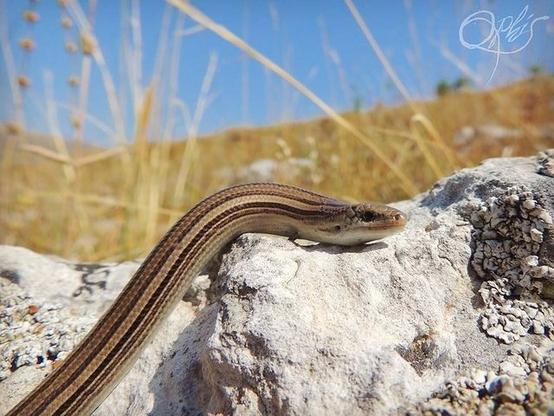The photo shows a skink, Chalcides chalcides in Abruzzo Italy in situ.