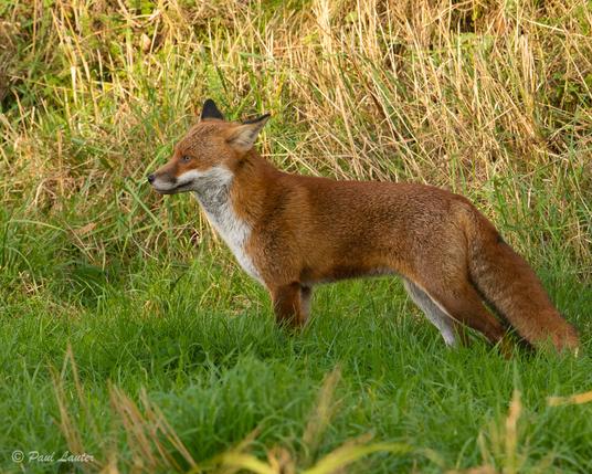 Side view of a fox