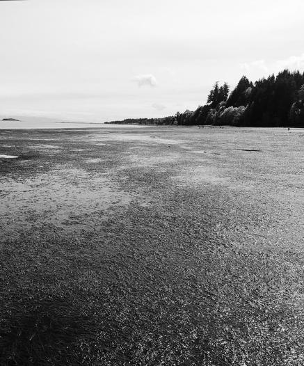 A quiet, isolated beach, at low tide. The ocean is far out in the bay. There's a small island out on the far mid-upper left side. On the far right are forested lands.
Black and white photo.