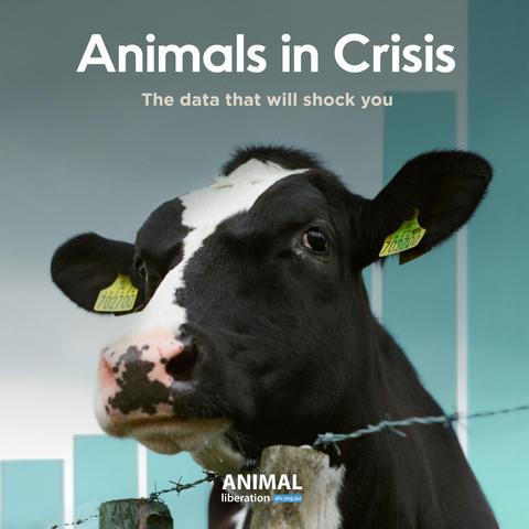 Image of a cow used in animal agriculture with text: "Animals in Crisis. The data that will shock you"
And a bar graph in the background