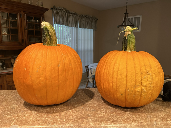 Two medium round orange pumpkins on a kitchen counter.