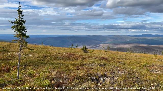 photo - Landscape at Murphy Dome fire scar, outside of Fairbanks, Alaska, during the Arctic Boreal Vulnerability Experiment (ABoVE) in August 2022