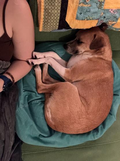 Pup lying on her side on her cushion, next to her person. Pup is sound asleep and her two front paws are touching her person's elbow. Pup has a short caramel jacket and button ears, white socks and ruff, with a dark muzzle.