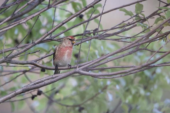 A Lesser Redpoll in a tree. This is also a sparrow sized bird, but has a reddy-pink breast and cap and is otherwise brownish.
