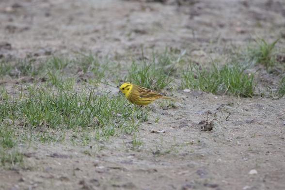 A small yellow bird with darker yellow-brown markings on the wings.