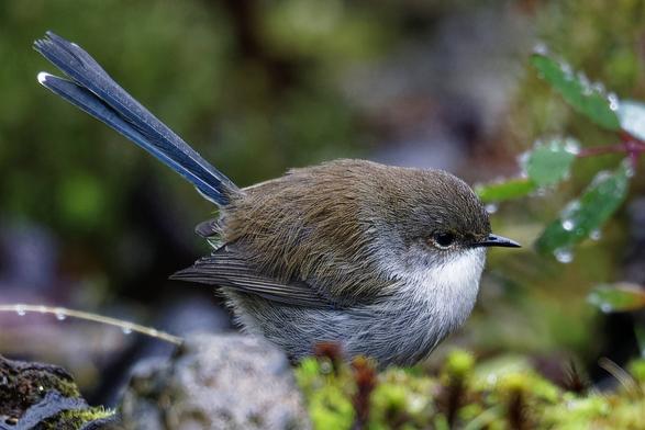 A juvenile male fairywren in the middle of winter with blue tail feathers.