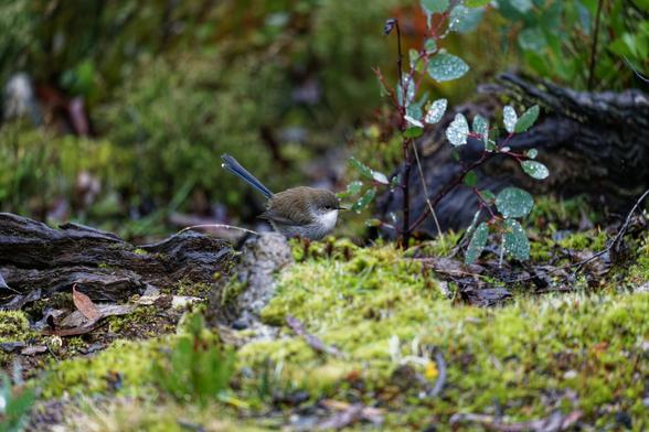 A juvenile male fairywren in the middle of winter with blue tail feathers. Hoping about in the lush undergrowth. The foreground has out of focus moss, twigs, and logs. The Fairywren is in sharp focus looking towards the at a sapling gum tree. In the background is unfocused shrubs.