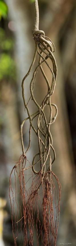 A tangle of roots hangs down from the center top of the frame.