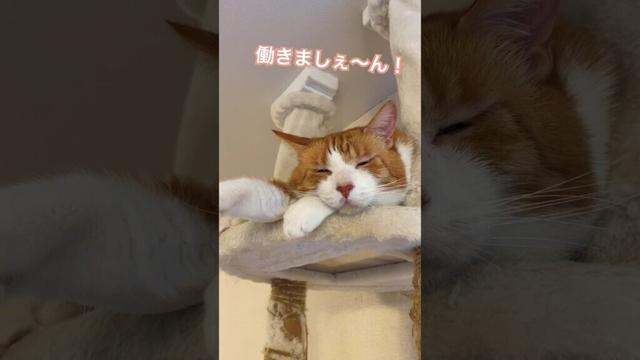 猫は今日も働きません #shorts #cat #茶トラ