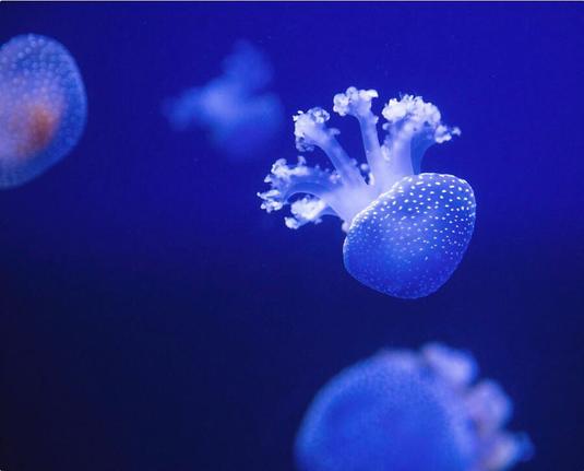 Jelly Fish at the Oceanographic Museum of Monaco Jacques Cousteau Museum

Oceanographic Museum of Monaco Jacques Cousteau Museum

The Oceanographic Museum (Musée océanographique) is a museum of marine sciences in Monaco-Ville, Monaco. It is home to the Mediterranean Science Commission. This building is part of the Oceanographic Institute which is committed to sharing its knowledge of the oceans

The Oceanographic Museum was inaugurated in 1910 by Monaco's modernist reformer, Prince Albert I. Jacques-Yves Cousteau was director from 1957 to 1988. The Museum celebrated its centenary in March 2010, after extensive renovations.

The museum is home to exhibitions and collections of various species of sea fauna (starfish, seahorses, turtles, jellyfish, crabs, lobsters, rays, sharks, sea urchins, sea cucumbers, eels, cuttlefish etc.). The museum's holdings also include a great variety of sea related objects, including model ships, sea animal skeletons, tools, weapons etc., as well as a collection of material culture and ritual objects made from, or integrating materials such as pearls, molluscs and nacre

Image:
https://fineartamerica.com/featured/jelly-fish-at-the-oceanographic-museum-of-monaco-jacques-cousteau-museum-wayne-moran.html

#OceanographicMuseum #Monaco #JacquesCousteau #Museum #JellyFish #wild #ocean #naturephotography #travel #travelphotography #landscapephotography

#AYearForArt #buyintoArt #fineart #art #FillThatEmptyWall