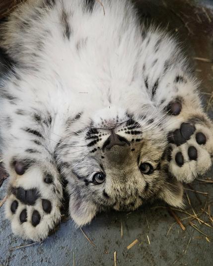 Azure Generated Description:
a white and black spotted cat (35.98% confidence)
---------------
Azure Generated Tags:
animal (99.91% confidence)
mammal (99.83% confidence)
big cat (98.95% confidence)
fur (97.36% confidence)
laying (97.09% confidence)
snow leopard (96.94% confidence)
cat (96.23% confidence)
felidae (95.65% confidence)
ground (93.50% confidence)
snout (93.30% confidence)
terrestrial animal (92.67% confidence)
whiskers (92.58% confidence)
big cats (91.23% confidence)
lying (91.06% confidence)
wildlife (84.46% confidence)
outdoor (77.42% confidence)
leopard (72.71% confidence)
kitten (40.69% confidence)