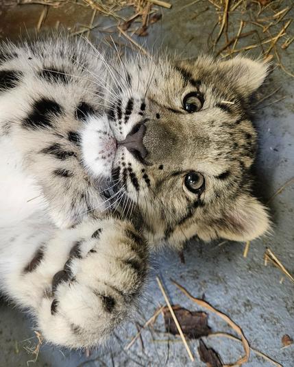 Azure Generated Description:
a close up of a leopard (46.52% confidence)
---------------
Azure Generated Tags:
animal (99.97% confidence)
mammal (99.93% confidence)
big cat (99.91% confidence)
fur (96.76% confidence)
big cats (96.68% confidence)
terrestrial animal (96.64% confidence)
felidae (96.45% confidence)
snow leopard (95.24% confidence)
wildlife (94.58% confidence)
whiskers (91.75% confidence)
cat (91.30% confidence)
snout (89.46% confidence)
ground (88.83% confidence)
outdoor (85.66% confidence)
laying (82.67% confidence)
leopard (82.55% confidence)
lying (69.32% confidence)
panthera (41.18% confidence)