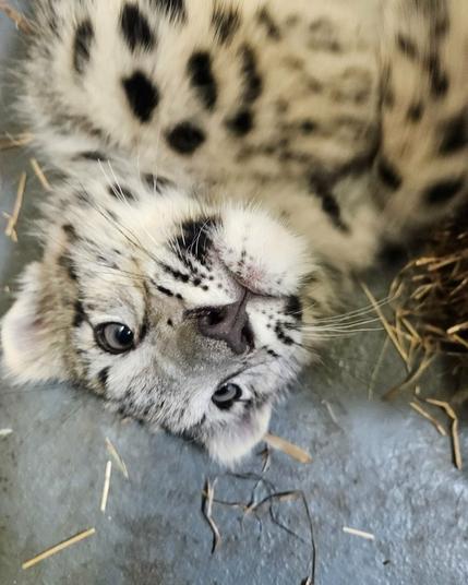 Azure Generated Description:
a close up of a cheetah (51.04% confidence)
---------------
Azure Generated Tags:
animal (99.90% confidence)
mammal (99.89% confidence)
big cat (99.75% confidence)
snow leopard (98.25% confidence)
terrestrial animal (97.35% confidence)
fur (96.70% confidence)
cat (95.14% confidence)
wildlife (93.85% confidence)
big cats (93.67% confidence)
felidae (92.94% confidence)
leopard (91.98% confidence)
snout (91.29% confidence)
whiskers (90.83% confidence)
ground (88.72% confidence)
zoo (86.20% confidence)
laying (81.67% confidence)
outdoor (78.72% confidence)
panthera (48.32% confidence)
kitten (45.83% confidence)