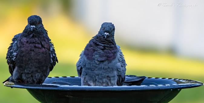 "The image shows two pigeons perched on a green bird bath. The bird bath is circular with holes around its edge, likely for drainage, and is filled with water. The pigeon on the left appears fluffed up and wet, possibly having just taken a bath, while the pigeon on the right is smack dab in the middle of the bird bath, also wet. Both pigeons are facing towards the camera with their heads slightly tilted, giving them a curious or inquisitive look. They have dark plumage with iridescent shades of purple and green around their neck area. The background is blurred but suggests a garden setting with patches of greenery and light areas that could be flowers or sunlight filtering through trees.

This image captures a candid moment of urban wildlife engaging in natural behavior such as bathing. It also showcases the iridescence of the pigeons’ feathers, which might often go unnoticed in everyday observation." - Copilot with edits