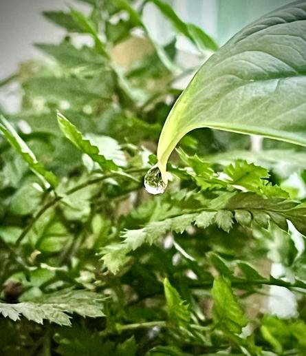 A dewdrop hangs from the tip of a leaf, with vibrant green plants providing a lush background.