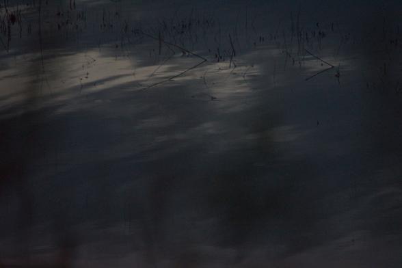 A murky, low-light photo of the surface of a pond. Pale reflections of clouds streak its hazy surface, and sharp reeds pierce its surface like scattered black scratches on blue-gray metal. Blurry weeds haunt the foreground.