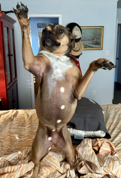 Standing upright on the bed, with goofy expression and wild paws is that pit-mix dog who rules the house. An added curiosity, sunlight through tiny gaps in the shutters has dotted her front with what appears to be coat buttons.