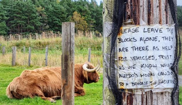 Murdo the Highland Cow, with horns, next to a handwritten sign that says:
PLEASE LEAVE THE BLOCKS ALONE, THEY ARE THERE AS HELP FOR VEHICLES, TRUST US WE KNOW WHAT MURDO'S HORN CAN DO TO A BONNET + RADIATOR