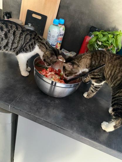 Deux chatons venus sur le plan de travail, voir ce que je préparais, la tête dans un saladier de tomates concombres