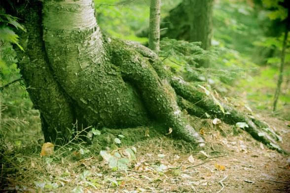 The base of a birch tree trunk shows the moss covered, entwined roots pushing up out of the ground. The camera setting was plastic camera, with an enhanced green-brown tone.