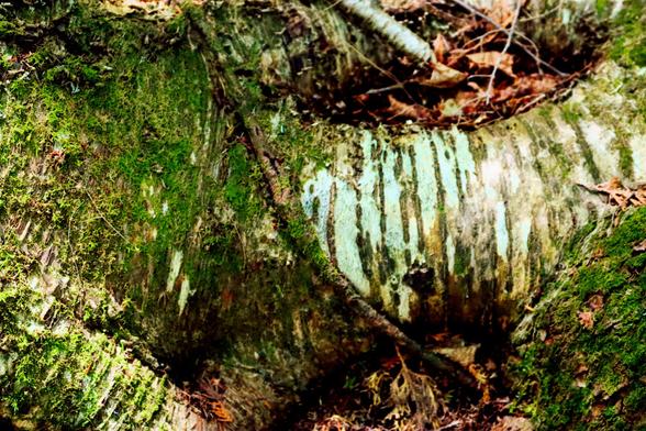 A close-up of the base of a birch tree trunk, revealing the thick roots marked with green moss. Digital processing enhanced texture and tint glow.