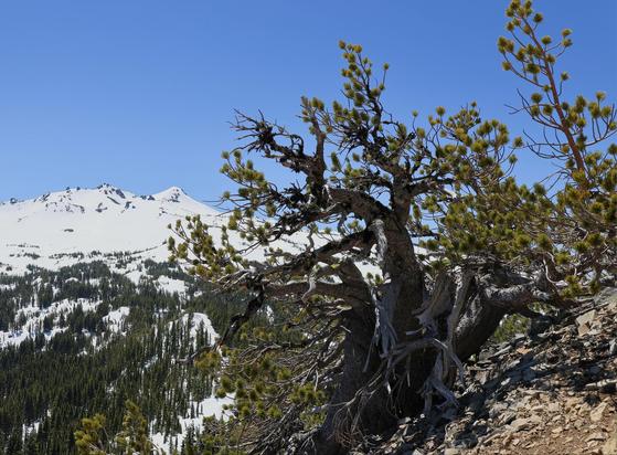 Whitebark Pine old growth tree reaching up to the blue sky. Snow covered Diamond Peak shining in the background.