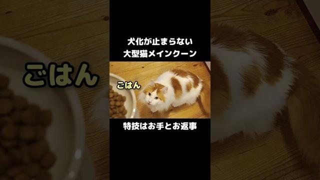 大型猫の犬化が止まりません #メインクーン #cat #mainecoon #ねこ #猫のいる暮らし #大型猫種 #長毛種 #猫好きさんと繋がりたい