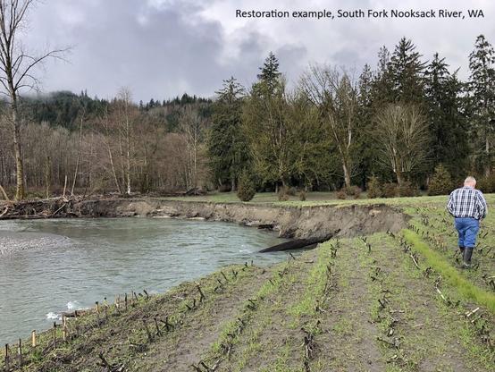 photo - restoration example, South Fork of the Nooksack River, WA